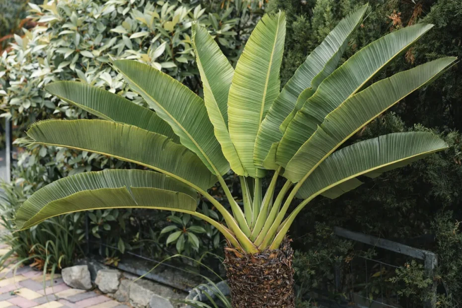 Traveler’s palm plant with fan-shaped green leaves growing in a garden setting.